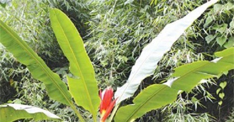 Vị thuốc đa năng từ rượu chuối hột rừng