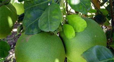 6 công dụng của quả bưởi