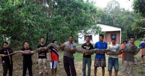 Bắt được trăn "khủng" dài 6m, 7 người khiêng mới xuể