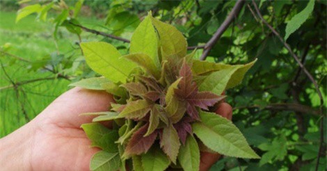 Lên Lạng Sơn không nếm thử món này thì "tiếc đứt ruột"