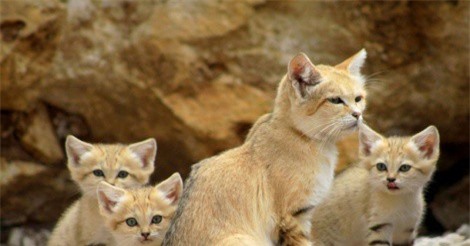 Ngắm nét đáng yêu của loài mèo sống ở sa mạc