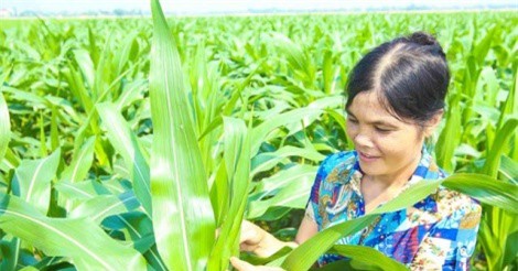 Nông dân hào hứng với ngô biến đổi gen