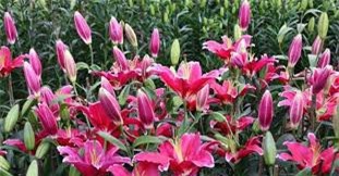 Tây Tựu: Hoa ly nở trái mùa khiến nông dân lâm vào cảnh nợ nần chồng chất