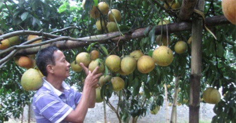 Trồng 128 cây bưởi đỏ, thu 600 triệu đồng/năm