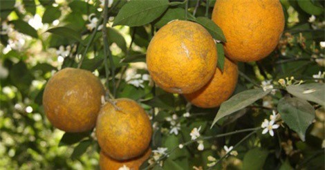 Trồng cam muộn, dân xứ Mường thu về vài tỷ