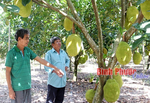Trồng mít Thái lá bàng trong vườn cao su, thu hàng trăm triệu đồng