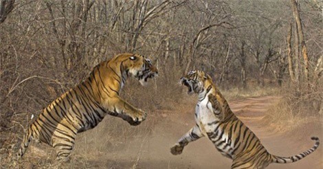 Clip: Màn ác đấu kinh hoàng của hai chú hổ