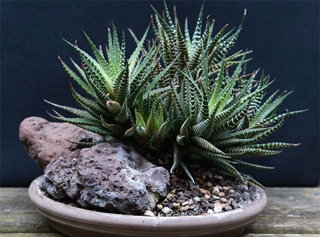 Kinh nghiệm trồng và chăm sóc sen đá móng rồng 