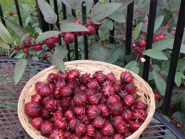 Kỹ thuật trồng và chăm sóc cây atiso đỏ trên sân thượng