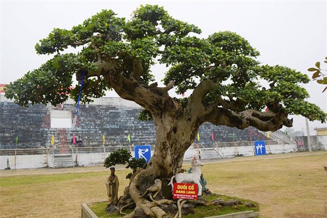 Ngắm cây sanh cổ dáng long của đại gia An Giang có giá hơn 1 tỷ đồng