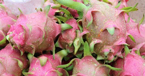 Thanh long Châu Thành: Đặc sản trứ danh của Long An