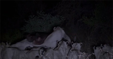 Clip: Hà mã cắn vỡ đầu sư tử