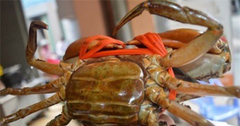 Điều gì giúp cua gạch son có giá lên tới 800.000 đồng/kg?