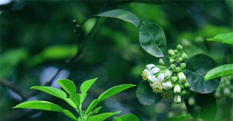 Hoa bưởi giá 300.000/kg vẫn hút khách Hà thành