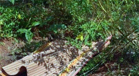 Người đàn ông không mặc quần áo chết bí ẩn trong rẫy cà phê