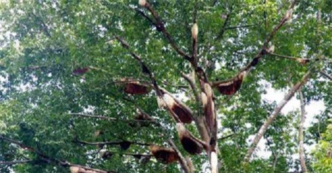 Sự thật thú vị đằng sau tác dụng thần kỳ của sữa ong chúa