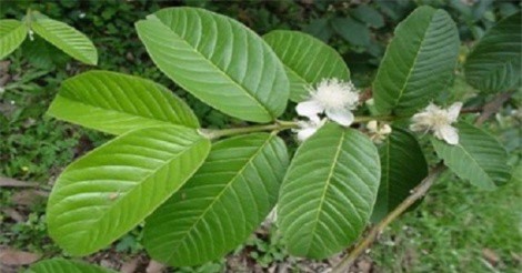 Tác dụng chữa hôi nách "thần thánh" từ lá ổi