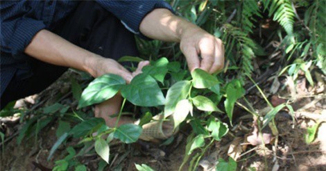 Bị ép lấy chồng không như ý, cô gái 17 tuổi ăn lá ngón tự vẫn