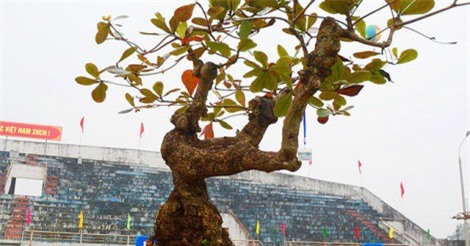 Cây bàng trăm tuổi có dáng “độc” náo loạn thị trường cây cảnh