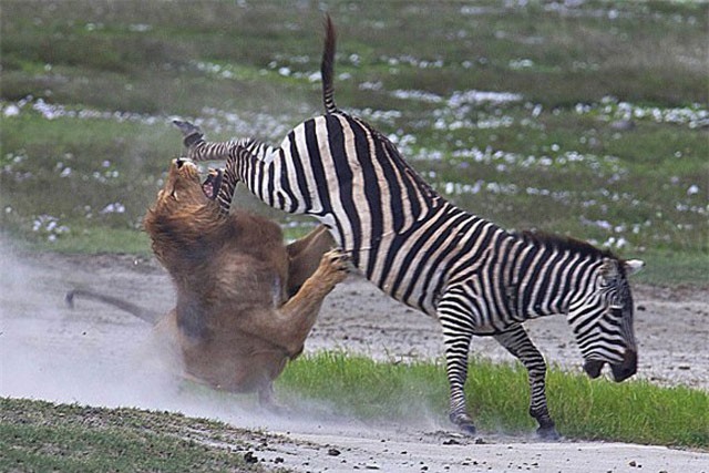 Clip: Sư tử chết “tức tưởi” vì bị ngựa vằn đá trúng ngực