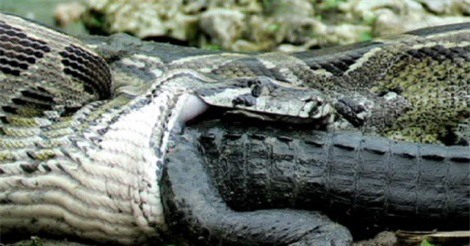 Clip: Trăn khổng lồ nuốt gọn cá sấu