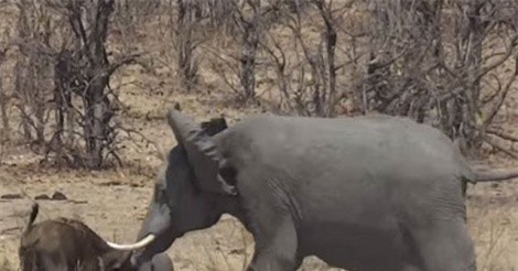 Clip: Voi rừng điên cuồng “tiễn” trâu rừng “đi gặp diêm vương”