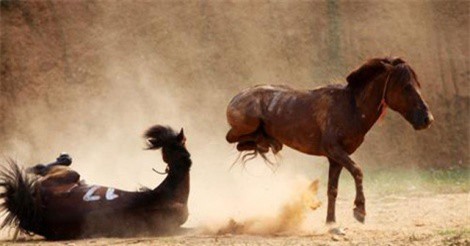 Lễ hội đấu ngựa Phù Lưu - Hàm Yên