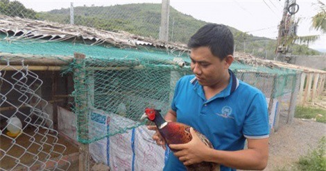 Nuôi chim trĩ, thu 60 triệu đồng/tháng