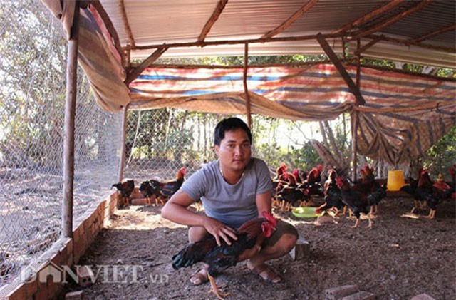 Nuôi gà thả vườn, chàng trai Lâm Đồng lãi 40 triệu đồng mỗi tháng