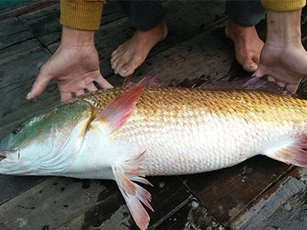 Vì sao cá sủ vàng lại có giá đắt hơn vàng?