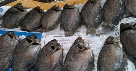 "Chết ngất" với đặc sản cá bổi U Minh