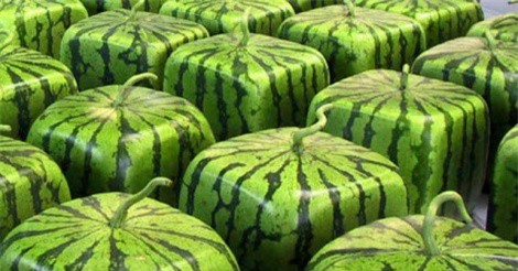 10 loại trái cây giá "chát" nhất thế giới 