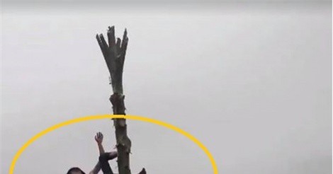 Clip: Nam thanh niên trèo cây chuối, ngã bất tỉnh vì lời thách đố ở Bắc Kạn