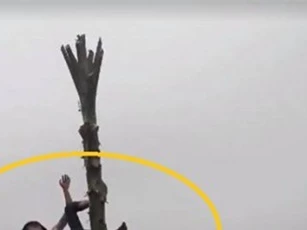 Clip: Nam thanh niên trèo cây chuối, ngã bất tỉnh vì lời thách đố ở Bắc Kạn