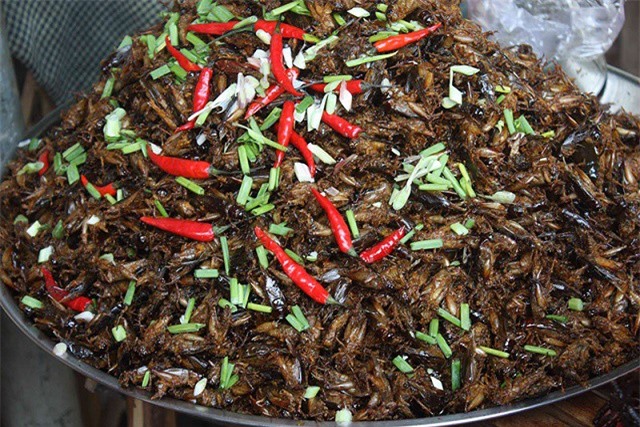 Dế: nguồn thực phẩm lớn trong tương lai