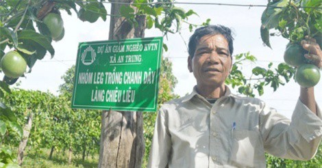 Gia Lai: Người dân thoát nghèo nhờ trồng chanh dây