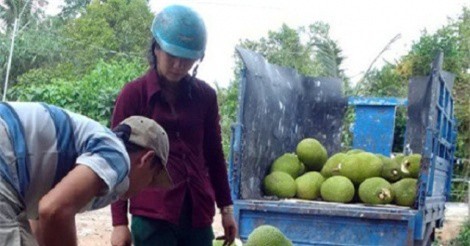 Giá mít Thái "lên cơn sốt": Nhà vườn hái không kịp bán