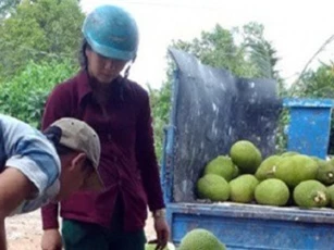Giá mít Thái "lên cơn sốt": Nhà vườn hái không kịp bán