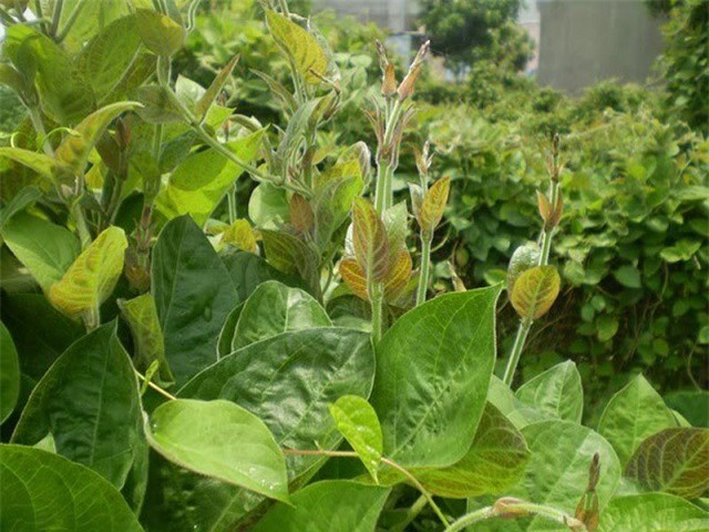 Hướng dẫn trồng rau mơ lông trị “bách bệnh”