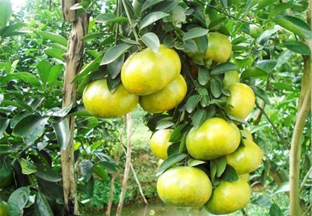 Kỹ thuật trồng cây quýt đường chuẩn nhất cho năng suất vượt trội