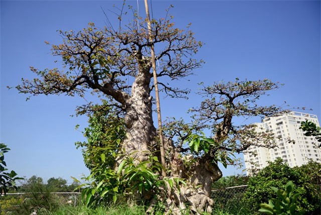 Ngỡ ngàng “cụ” tường vi "lai" bằng lăng được rao bán với giá 1,2 tỷ đồng