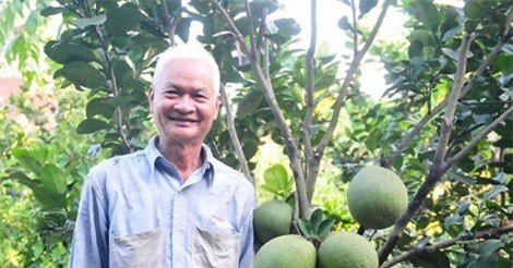 Người dân Tây Ninh làm giàu nhờ trồng bưởi công nghệ cao