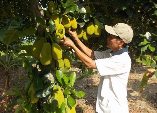 Người trồng mít Thái bội thu do giá tăng đột biến