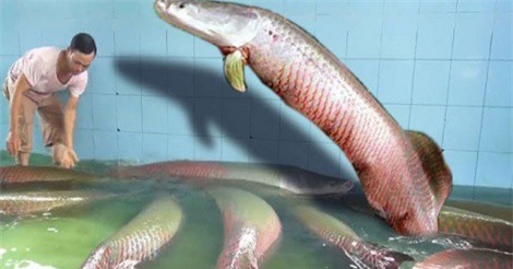 Nuôi cá hải tượng long - thú chơi sang chảnh của giới nhà giàu Việt