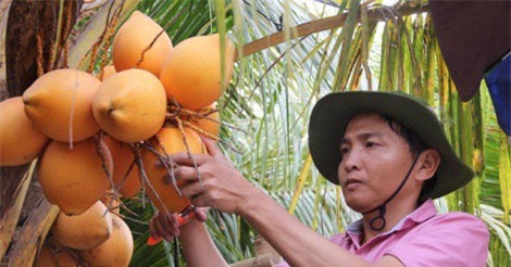 TP.HCM: Lai tạo thành công giống dừa có 2 màu vàng, cam