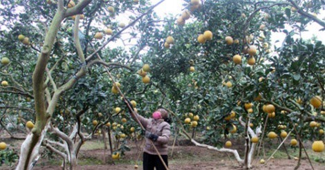 Tỷ phú trồng bưởi bật mí bí quyết bón phân giúp trái bưởi thơm ngon