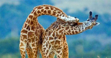 Clip: Hươu cao cổ đấu “thiết đầu công” giành quyền giao phối