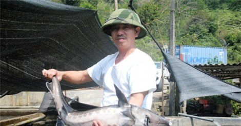 Đáng nể mô hình nuôi cá tằm, cá hồi thu 3 tỷ đồng/năm ở vùng cao