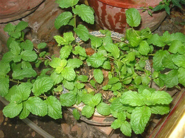 Kinh nghiệm trồng rau húng lủi trong thùng xốp ăn mãi không hết