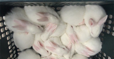 Bỏ túi 50 triệu đồng/tháng nhờ nuôi thỏ New Zealand